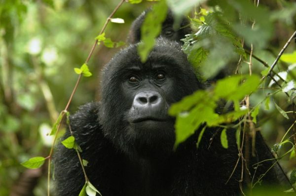 Den seltenen Berggorillas bei einer optionalen Trekkingtour ganz nahe kommen. Berggorilla