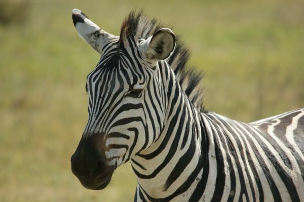 Zebra im Lake Mburo Nationalpark Zebra