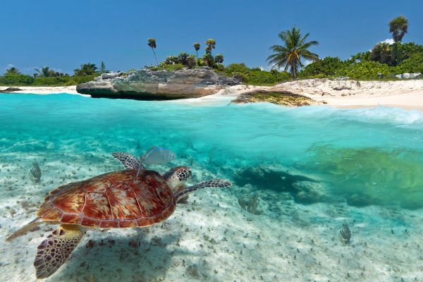 Playa del Carmen Eine schwimmende Schildkröte in Playa del Carmen
