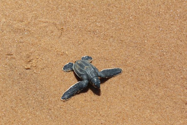 Schildkröten von Galibi eine Schildkröten in Galibi, Suriname
