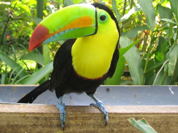 Viele bunte Vogelarten wie unter anderem auch der Tucan warten im Manuel Antonio Nationalpark darauf entdeckt zu werden. Ein Tucan im Manuel Antonio Nationalpark