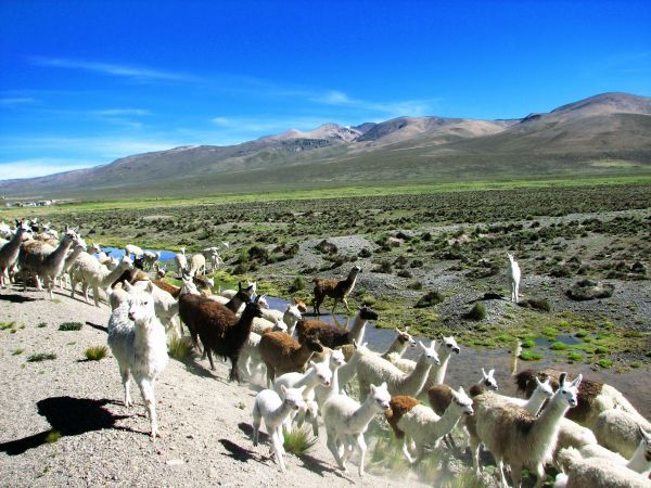 Peru, Altiplano, Alpaka, rundreise peru 3 wochen