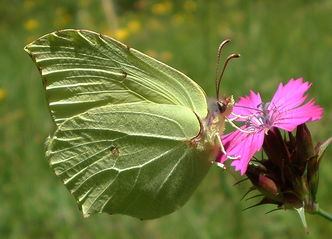 Aufnahme aus dem Madriu-Perafita-Claror-Tal Schmetterling, Blume, Natur, Andorra, Wanderreise
