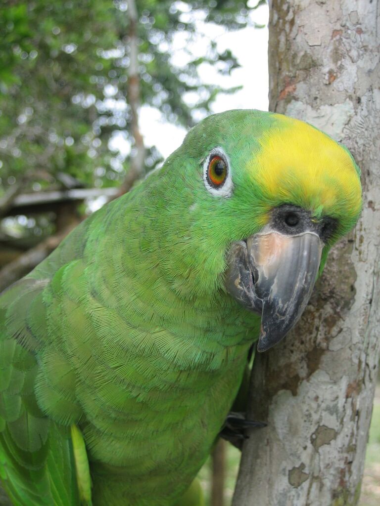 Dschungel Papagei Tier, Vogel, Dschungel, Rundreise Ecuador, Ecuador Rundreise