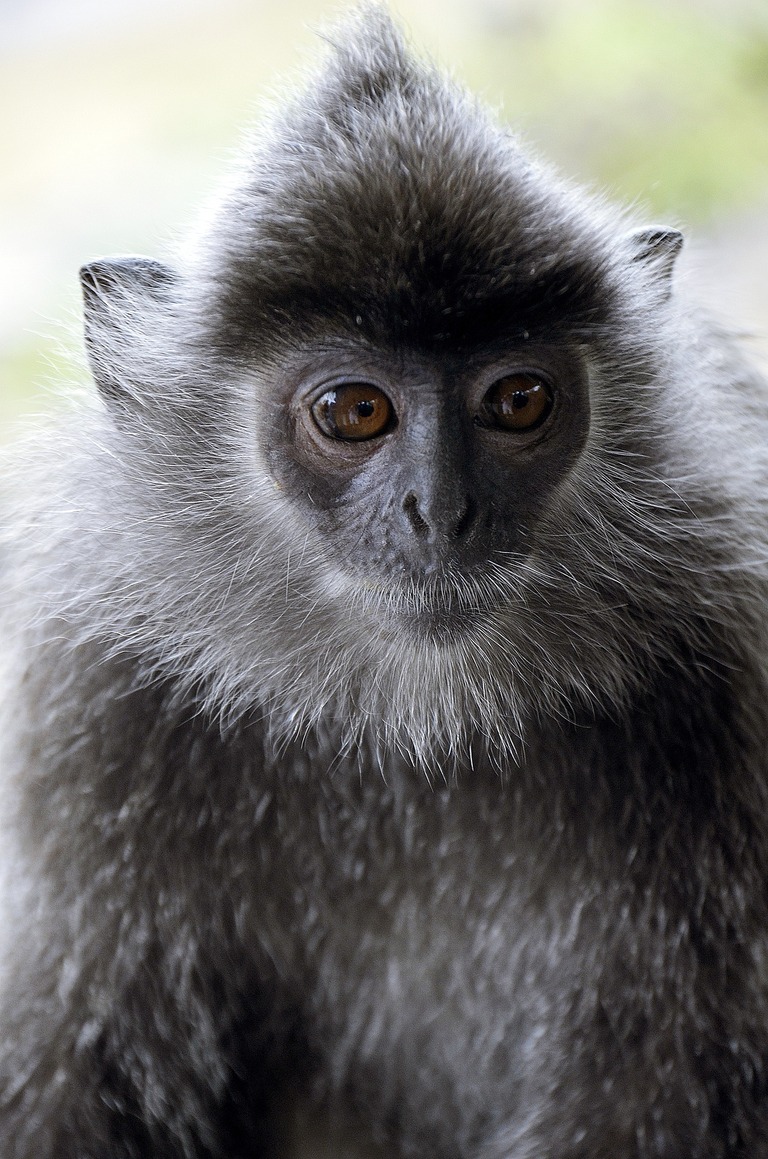 Ein neugieriger Langurschwanzaffe in Kuala Selangor. Djoser Malaysia Familienreise Kuala Selangor Langur Affe