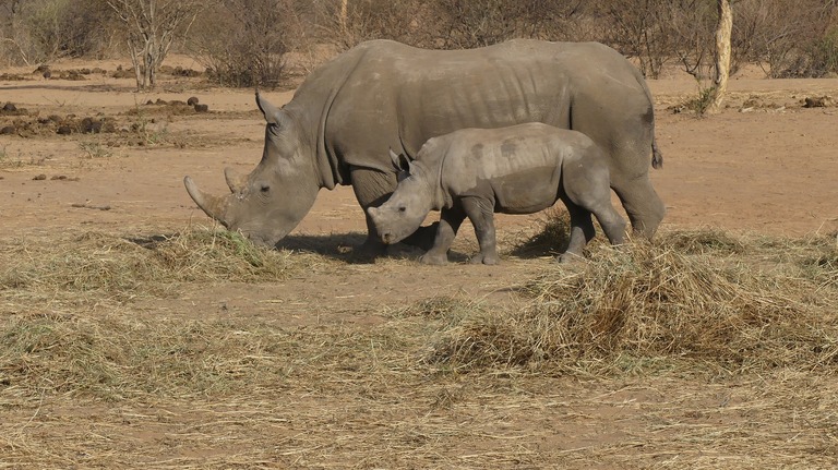 Die seltenen Spitzmaulnashörner am Fuße des Waterberg-Massivs Spitzmaulnashörner, Waterberg, Safari, Südafrika
