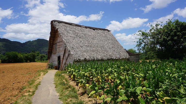 Tabakplantage im Viñales-Tal