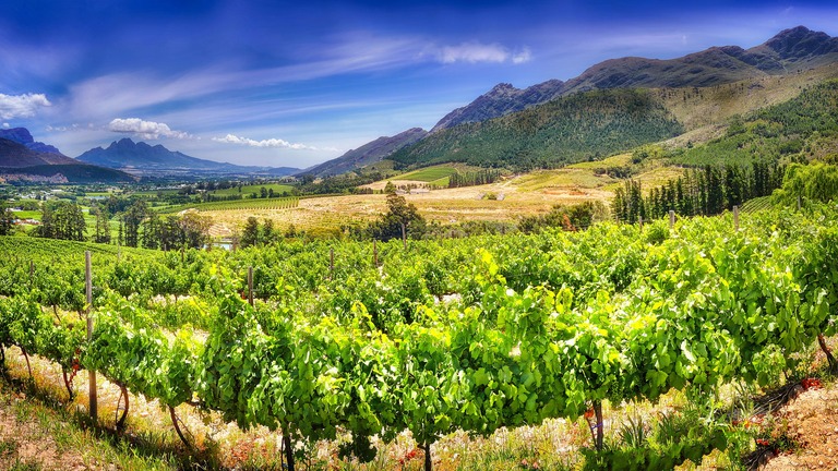 Die Region um Stellenbosch ist für ihren ausgezeichneten Wein bekannt.