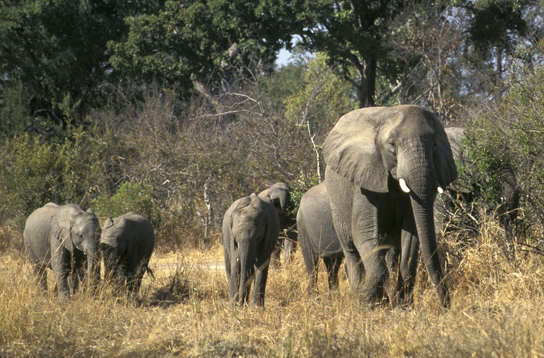Elefanten in Simbabwe Elefanten, Natur, Landschaft, reisen nach simbabwe