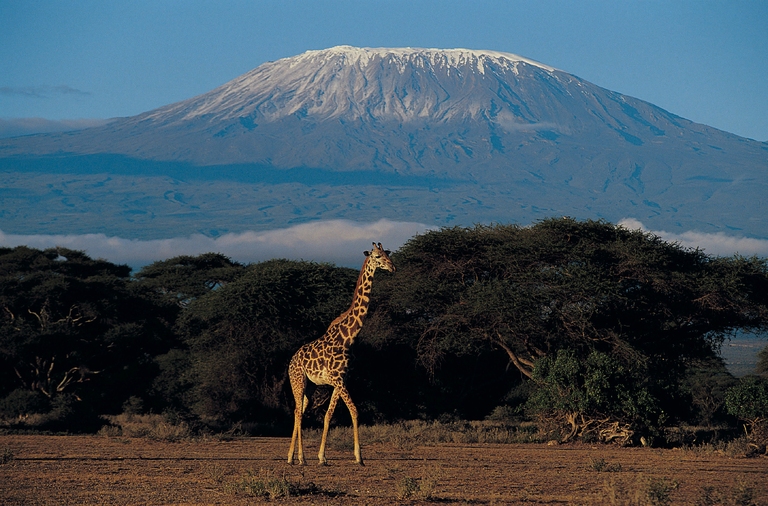 Der Gipfel des Kilimandscharo ist immer mit Schnee bedeckt. Rundreise Tansania, Kilimandscharo, Giraffe