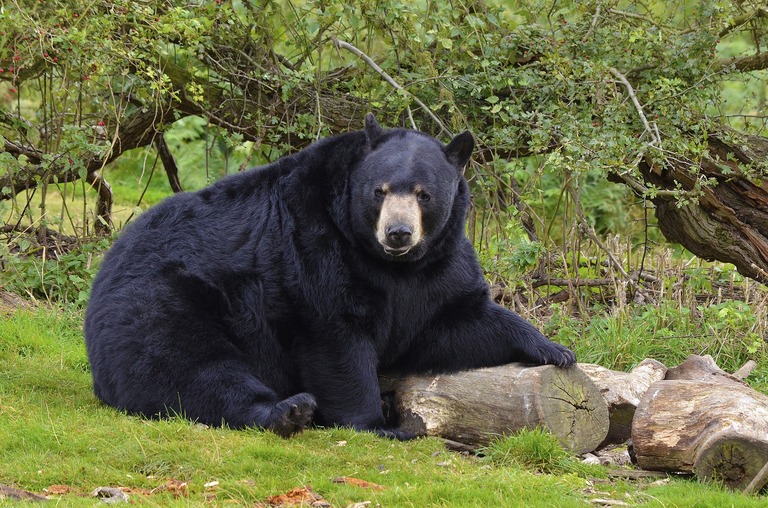 Folgt im Yosemite Nationalpark den Spuren des amerikanischen Schwarzbären. Nationalpark, Schwarbär, Natur, usa rundreise 3 wochen mit kindern
