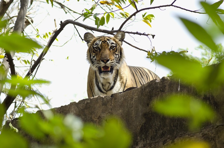 Auf Tigersafari im Ranthambore Nationalpark.