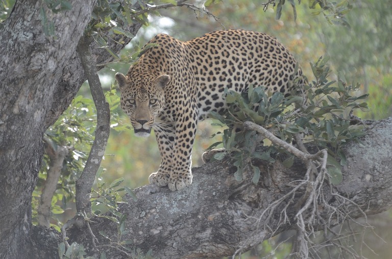 Leopard im Mapungubwe Nationalpark Leopard, Mapungubwe Nationalpark, Safari
