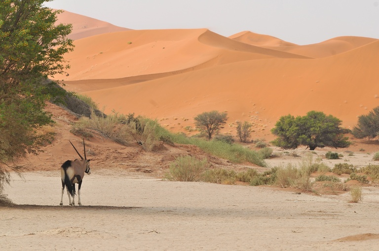 Sossusvlei Sossusvlei