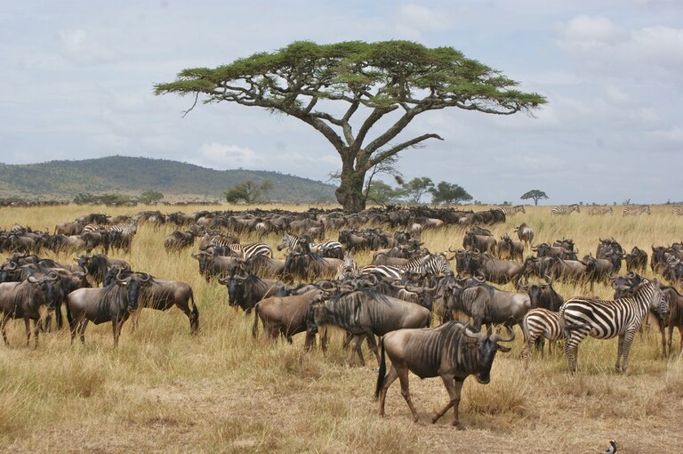 Gnus & Zebras im Serengeti NP Rundreise Tansania, Serengeti Nationalpark, Tiere