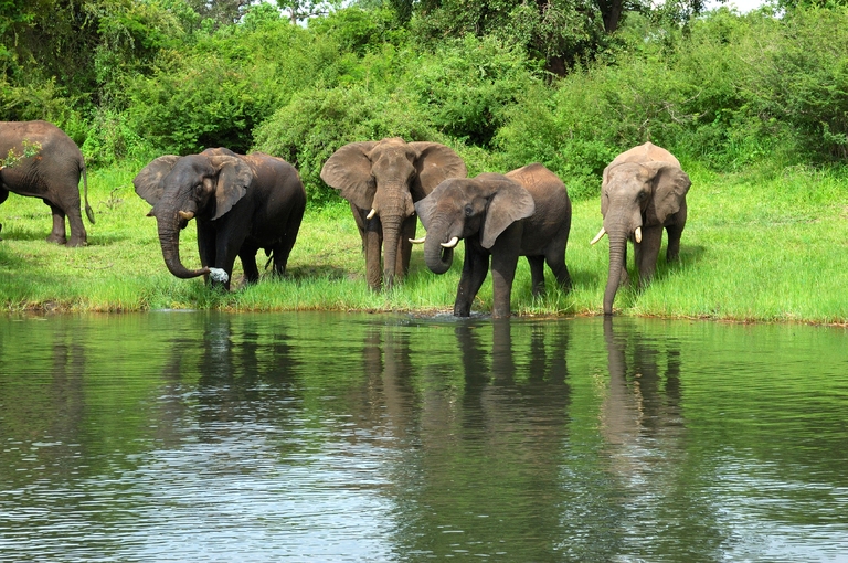 Elefanten Botswana Mehrere Elefanten auf einer Wiese in Botswana
