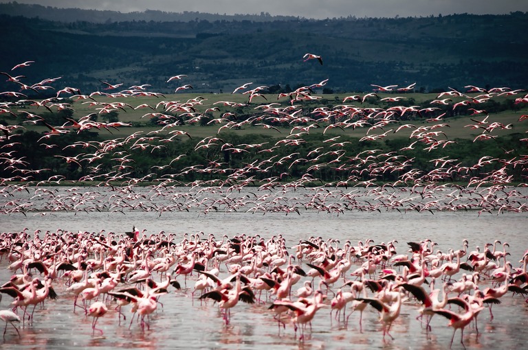 Ein rosa Flamingomeer am Lake Manyara. Flamingos, Lake Manyara