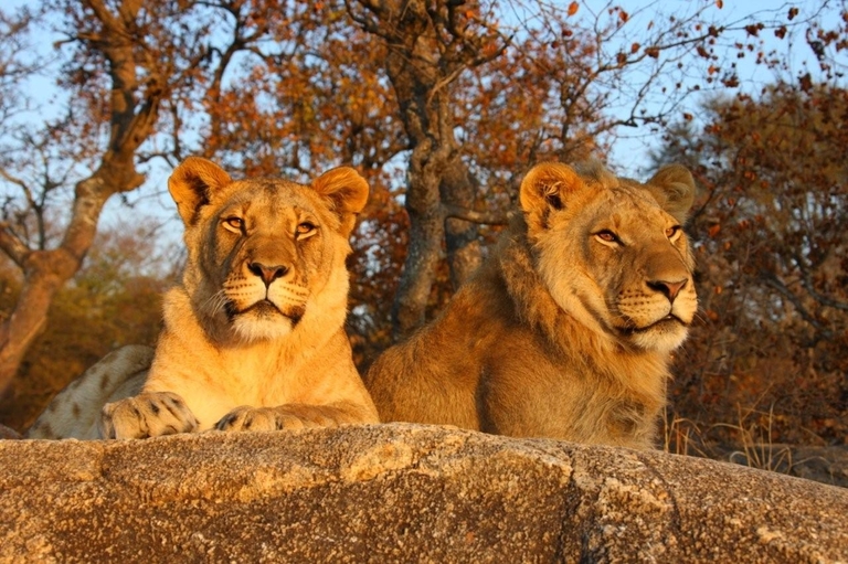Tiger in der Wildnis Namibias. Tiger, Namibia, Naturpark, Gruppenreise mit Kindern
