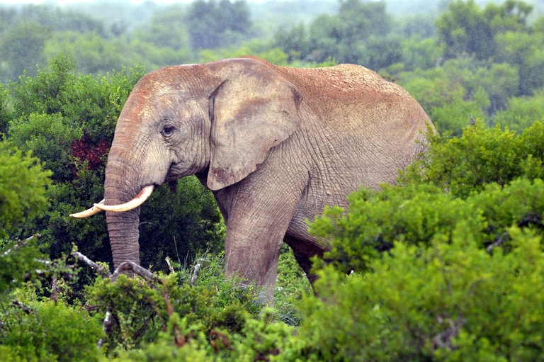 Krüger Nationalpark Elefant im Krüger Nationalpark