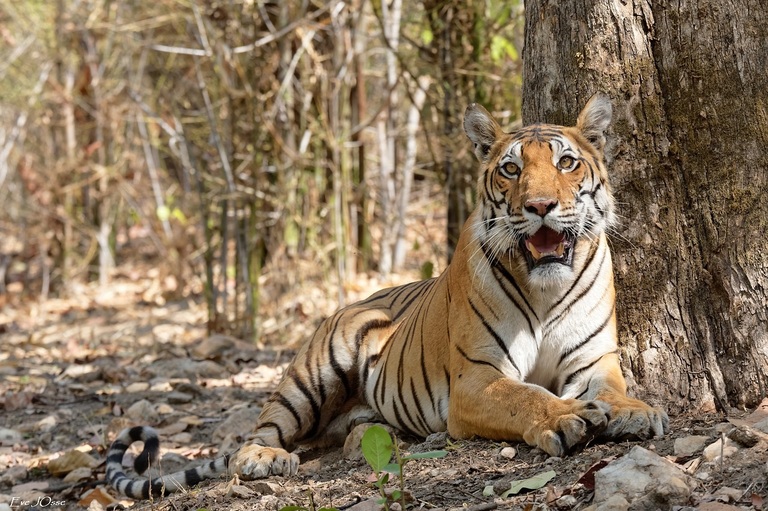 Indien Bengalischer Tiger Safarireise