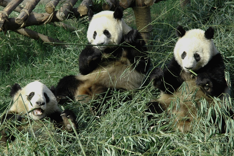 Riesenpadas im Forschungszentrum in Chengdu.