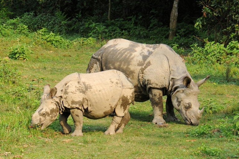 Panzernashörner, Chitwan Nationalpark, Nepal, nepal mit kindern