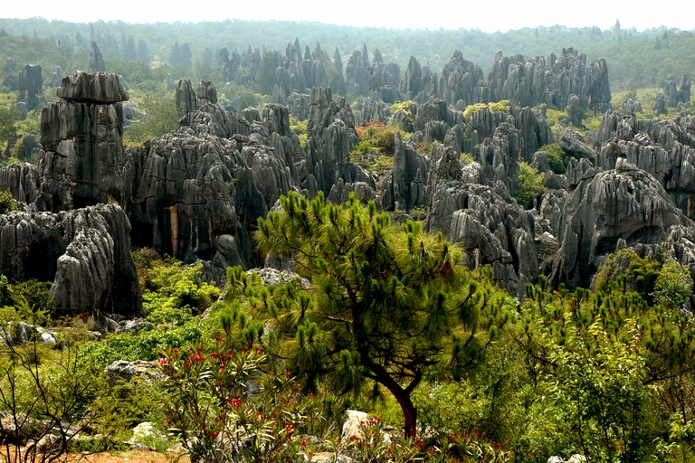 Wald, Shilin, Kunming, china mit kindern