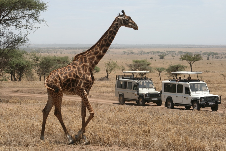 Auf Safari im Serengeti NP