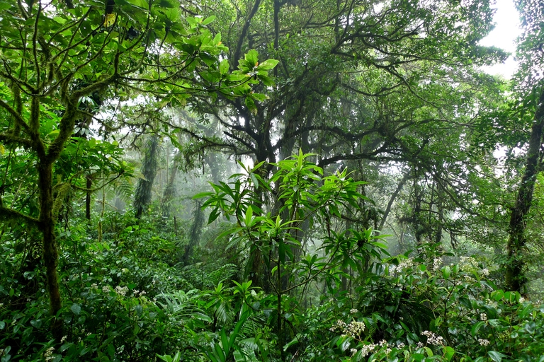 Der Nebelwald von Monteverde Der Nebelwald von Monteverde, rundreise costa rica 3 wochen