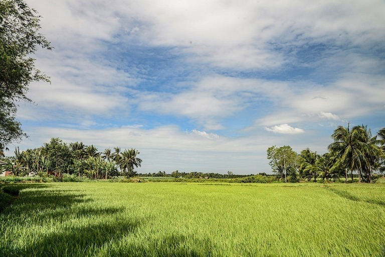 Saftig grüne Reisfelder bei Ben Tren. Vietnam Ben Tre Landschaft
