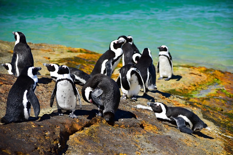 Am Boulders Beach tummeln sich zahlreiche Pinguinfamilien. Boulders Beach, Pinguine, Family, Südafrika