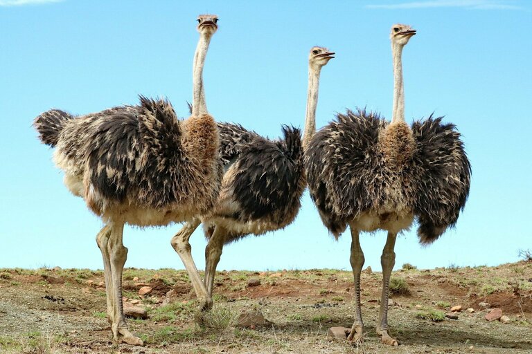 Lernt bei dem Besuch einer Straußenfarm die Verhaltensweisen der Tiere besser kennen. Straß. Südafrika, Natur, Family
