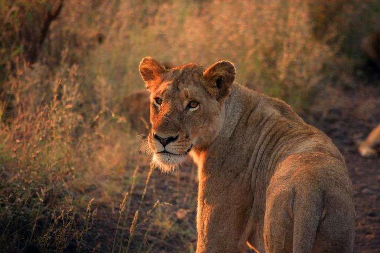 Auf der Suche nach den Big Five im Krüger Nationalpark. Safari. Nationalpark, Löwe, Natur