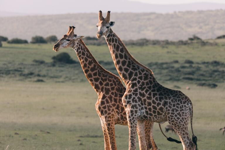 Im Krüger Nationalpark erwartet uns die einzigartige Tierwelt Südafrikas. Nationalpark, Giraffe, Natur, Safari