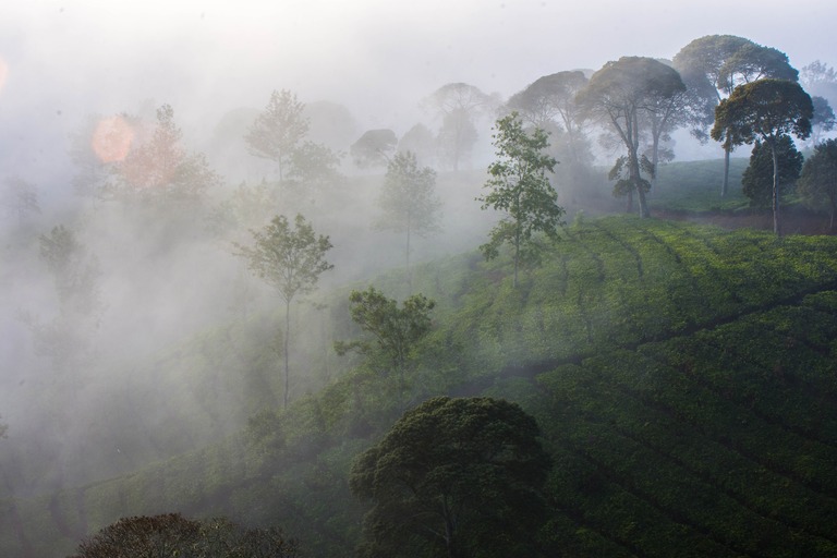Grüne Reisterrassen in Java Während unserer Reise durch Java begleitet uns der spektakuläre Blick auf grüne Reisfelder.