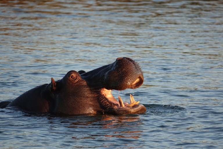 Wir erkunden die verzweigten Wasserwege des Okavangodeltas und entdecken unzählige Vogelarten, Flusspferde und Krokodile. Familienreise Botswana Okavangodelta Flusspferd