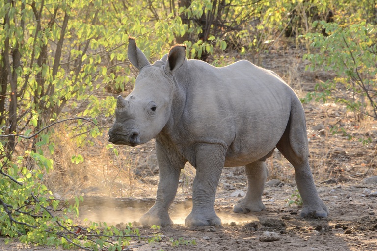 Freut euch auf viele spannende Tierbeobachtungen und Pirschfahrten. Djoser Familienreise Südliches Afrika Namibia Etosha Nationalpark Nashornbaby