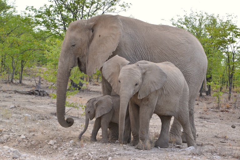 Namibia Etosha Nationalpark Elefanten