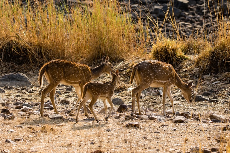 Rehe im Ranthambore Nationalpark
