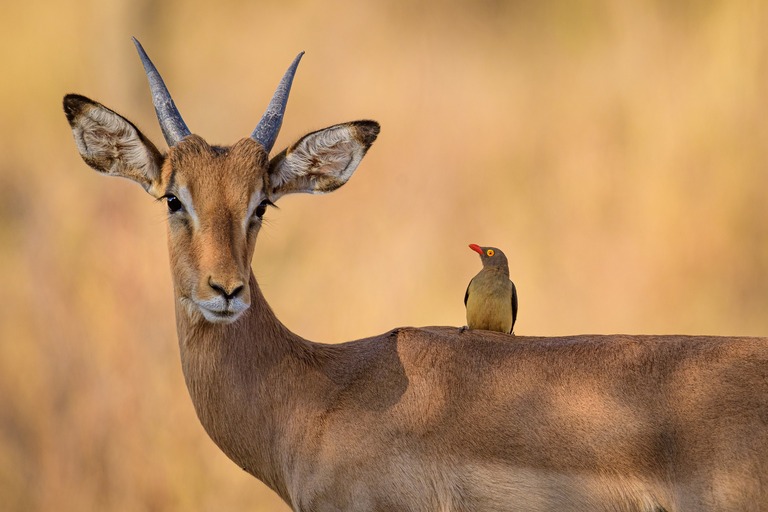 Mlilwane Wildlife Sanctuary, eswatini reise