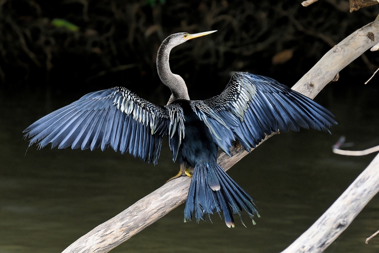 Vogelparadies im Tortuguero Nationalpark Vogelparadies im Tortuguero Nationalpark, rundreise costa rica 3 wochen