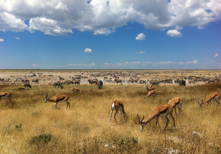 Im Etosha Nationalpark geht es auf Pirschfahrt. Djoser Familienreise Südliches Afrika Namibia Etosha Nationalpark