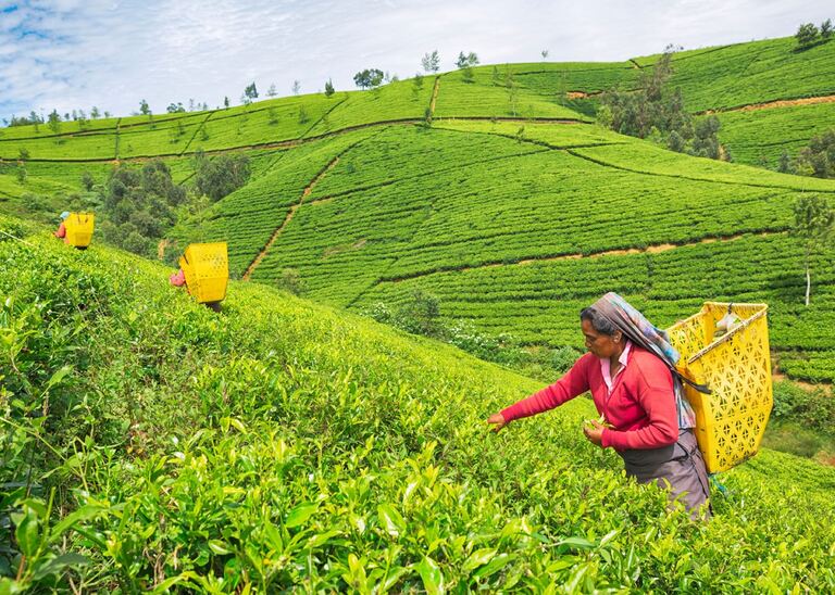 Sri Lanke, Rundreise, Family, Nuwara Eliya