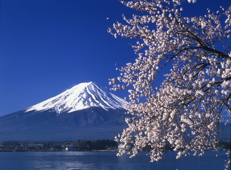 Kirschblüte Kirschblüüte in Japan