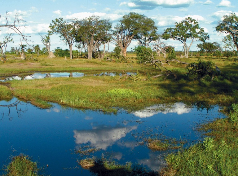 Landschaft Botswana Ein großer Teich mit Bäumen im Hintergrund in Botswana