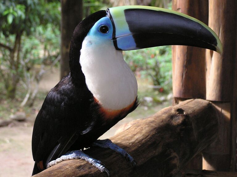 Tierischer Besucher im Dschungel Familienreise Ecuador, Rundreise, Djoser, Yacuma Lodge
