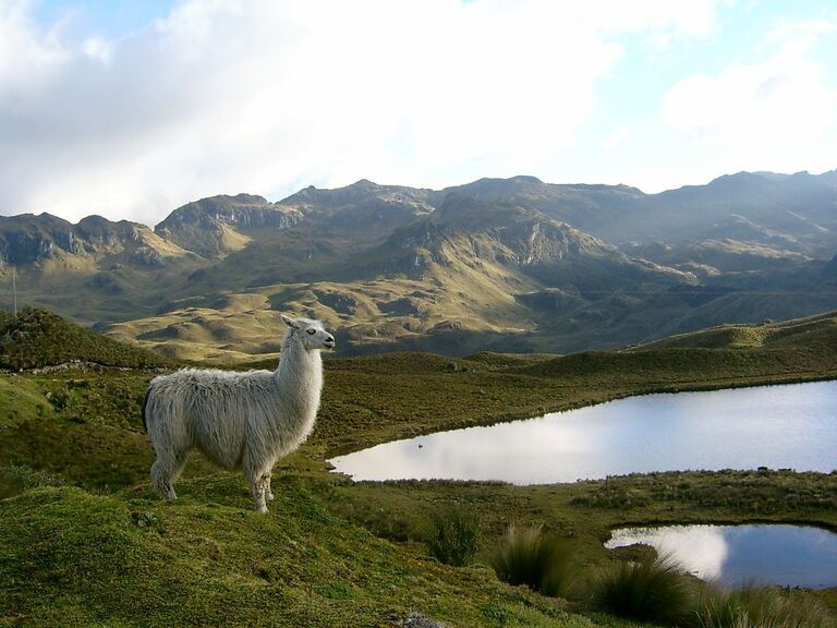 Lama im Hochland von Ecuador Nationalpark Las Cajas, Ecuador mit Kindern