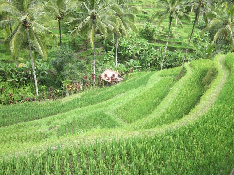 Ubud Die Reisfelder in Ubud