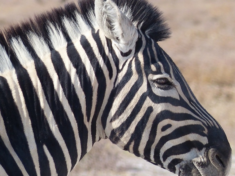 Freut euch auf de vielfältige Tierwelt im Etosha Nationalpark. Djoser Familienreise Südliches Afrika Nambia Etosha Nationalpark