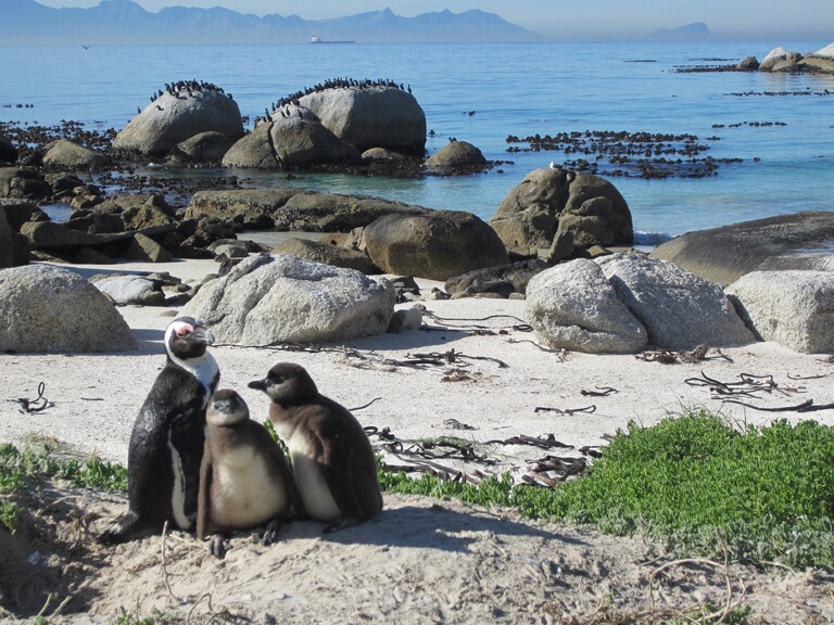 Pinguine am Boulders Beach.